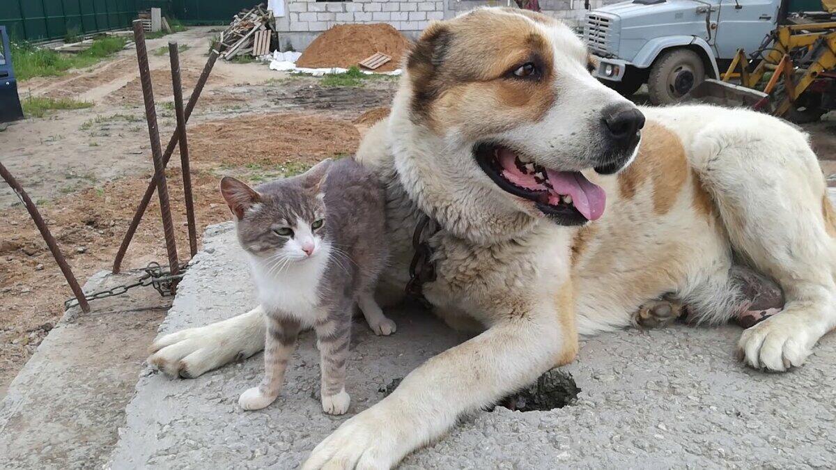 АЛАБАЙ И БАРСИК