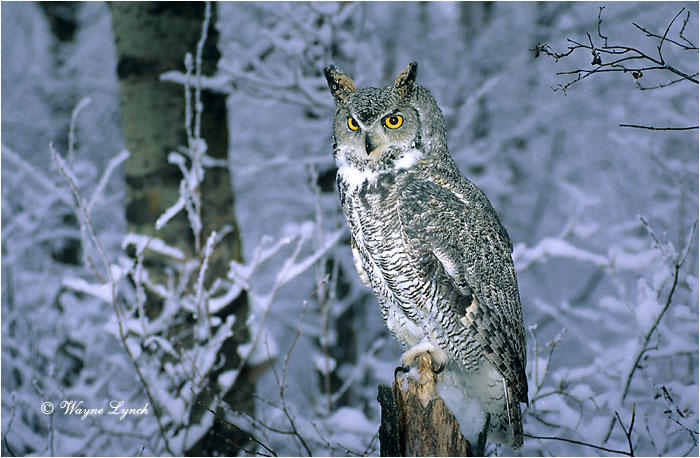 Филина спасли