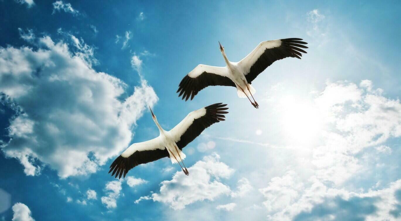 ДВА ЖУРАВЛЯ