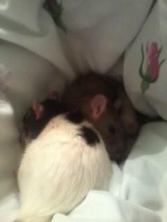 Тоска по крысам