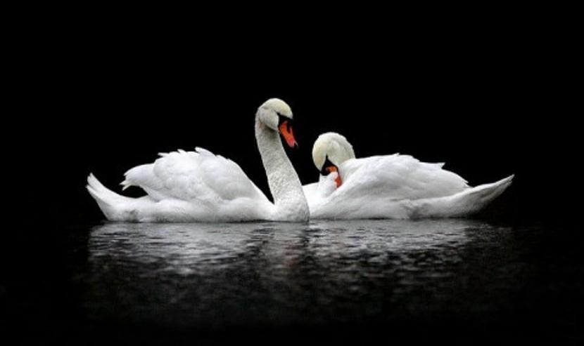 ЛЕБЕДИ НА СЧАСТЬЕ СНЯТСЯ МНЕ