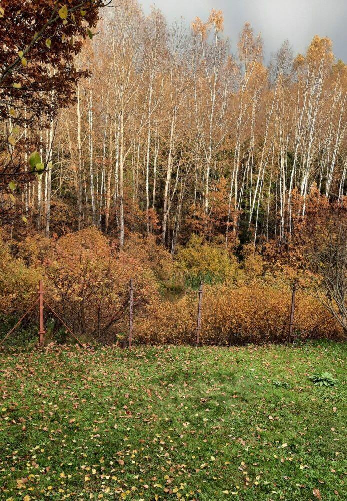 Листья жёлтые