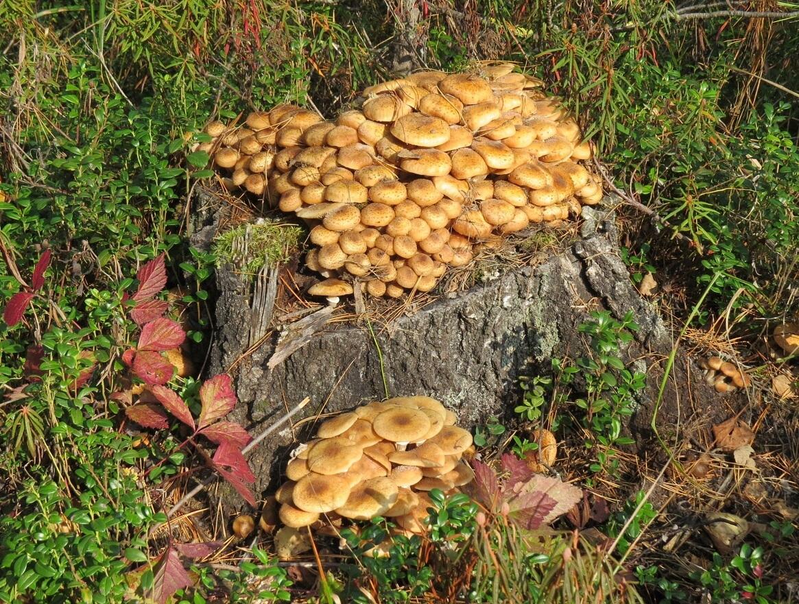 Хороши грибы опята