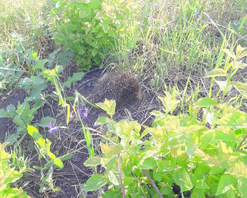 С УТРА В САДУ