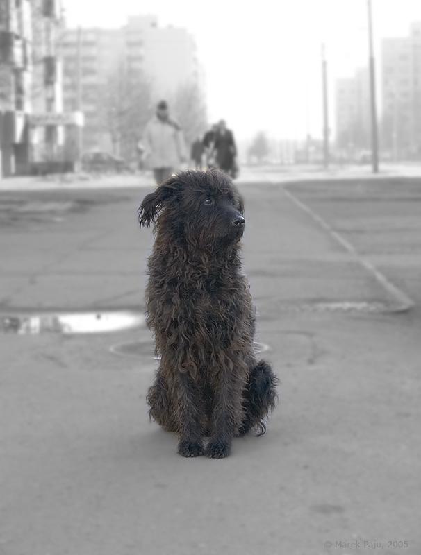 Трехлапому другу