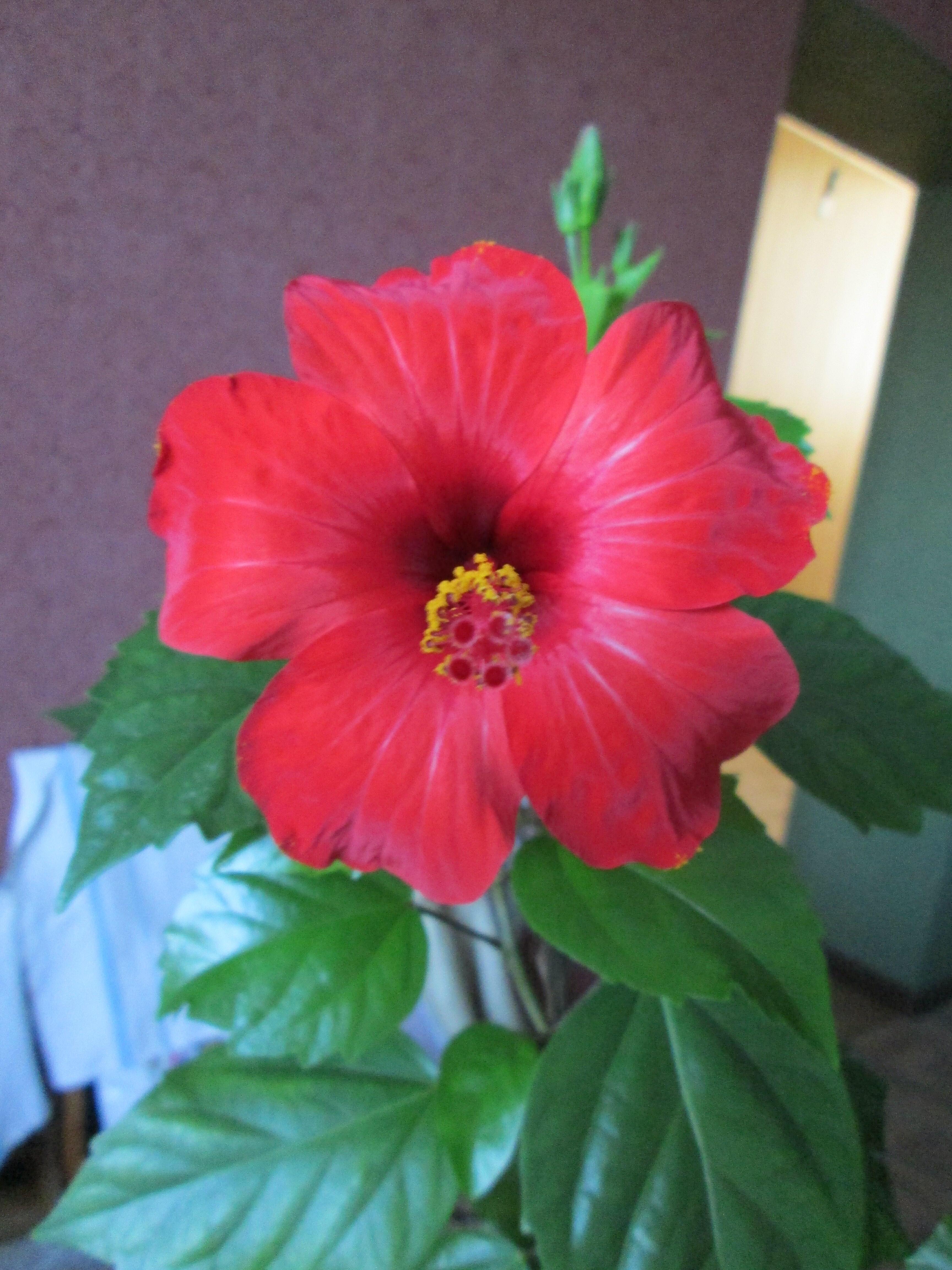 ЛИСТИК С ЛУЧИКОМ