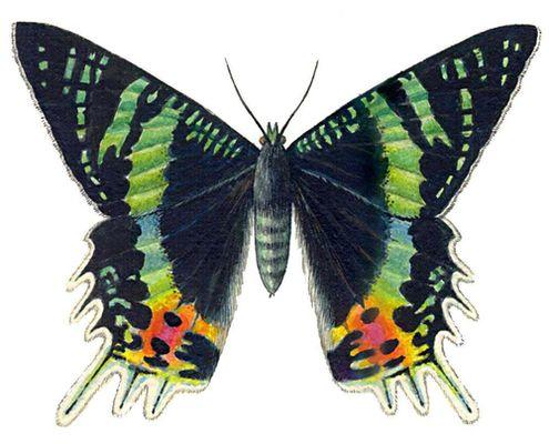 Бабочка Урания