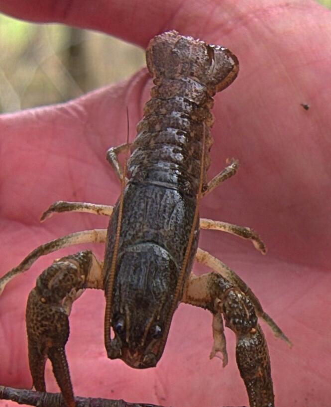 Пусть рак... 