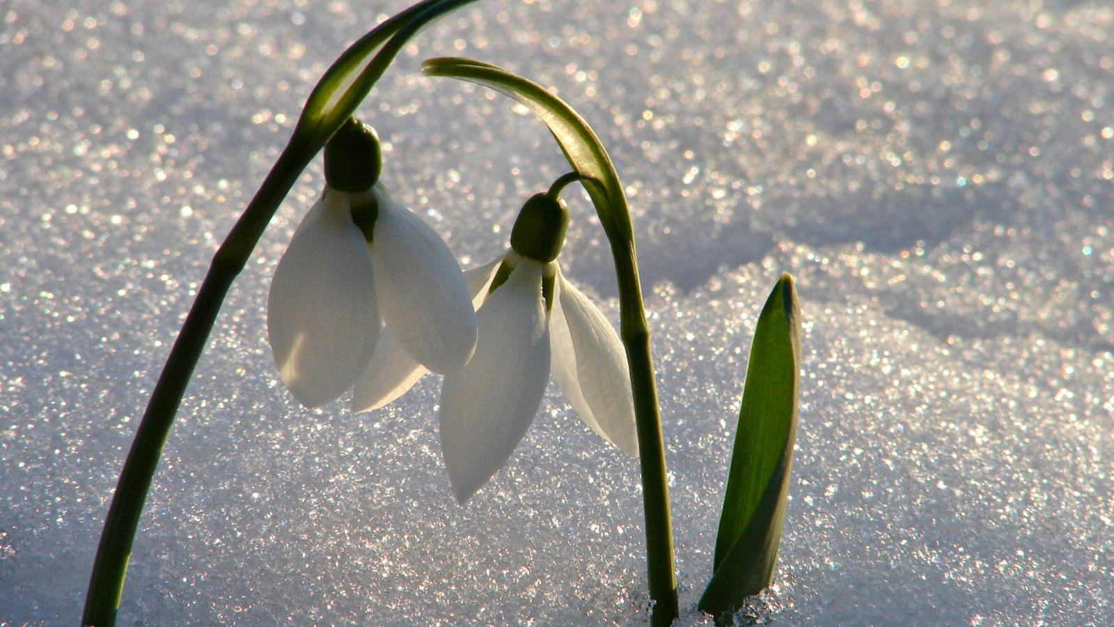 ДИАЛОГ ДРУЗЕЙ