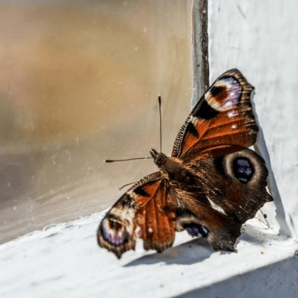 Бабочки в домашних условиях зимой