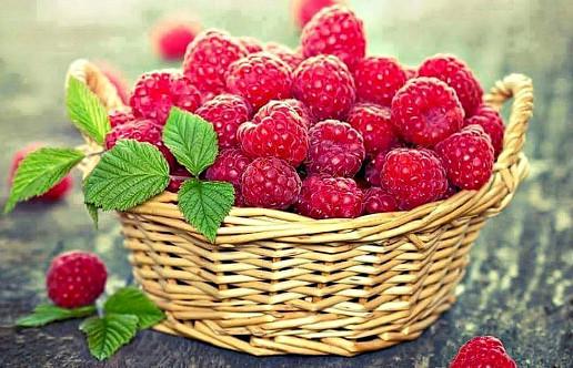 ПЛОДОНОСЯЩАЯ РОССИЯ