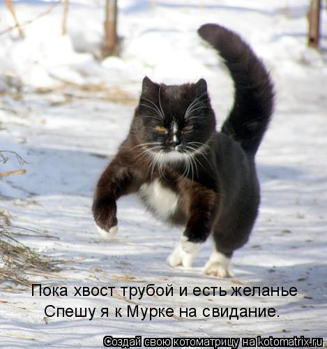 Весна! Загуляли коты...