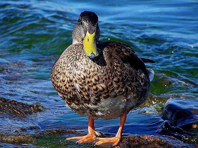 Ответ поэту - Валерий Ших - Отчего утка страдает