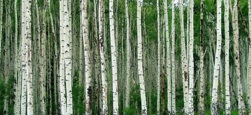 Живи! Твори и Люби!