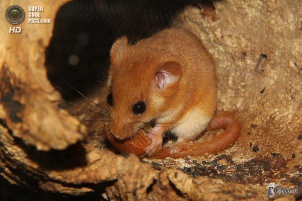 Соня-маленький зверёк