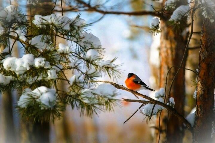 Весной повеет.