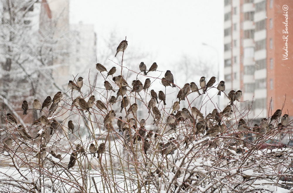 Метель к весне беснуется...