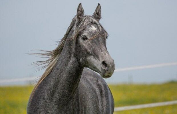 Сивка (Саше Сулейману)