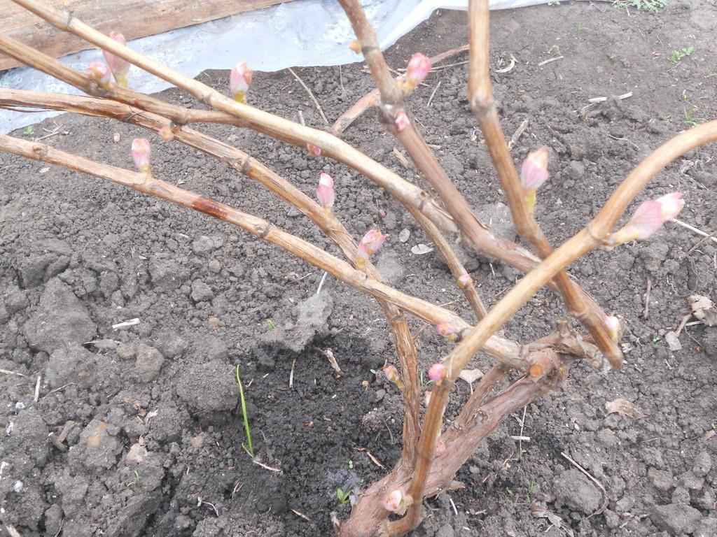 РАСПУСТИТСЯ НЕЖНО.