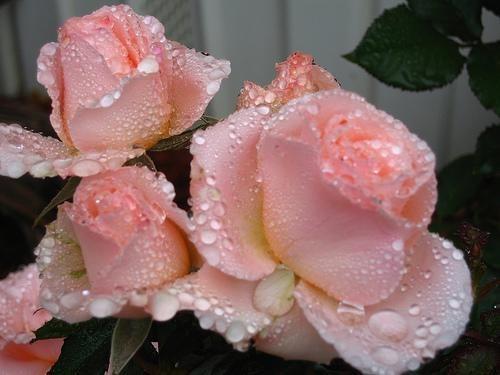 Просто в этом Свете света нет