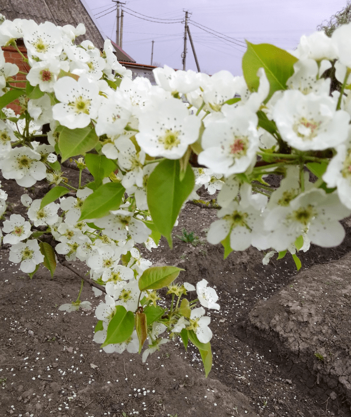 Весенний вечер