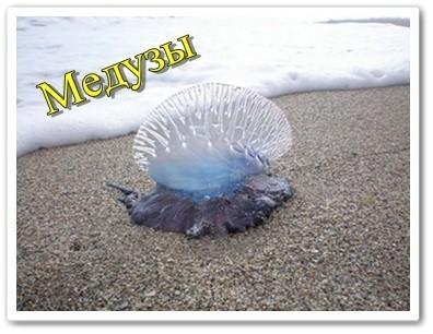Медузы