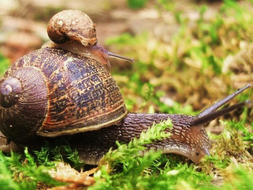 Улитка-Лидка...