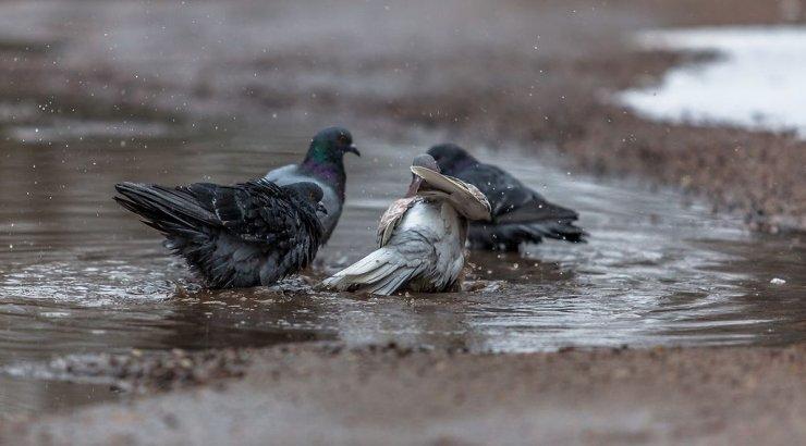 КУПАНЬЕ ГОЛУБЕЙ