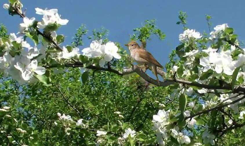 Заливаются звонкой трелью соловьи в густых деревьях. Птица в цветущем саду. Птицы в весеннем саду. Птицы в яблоневом саду. Соловей в саду.
