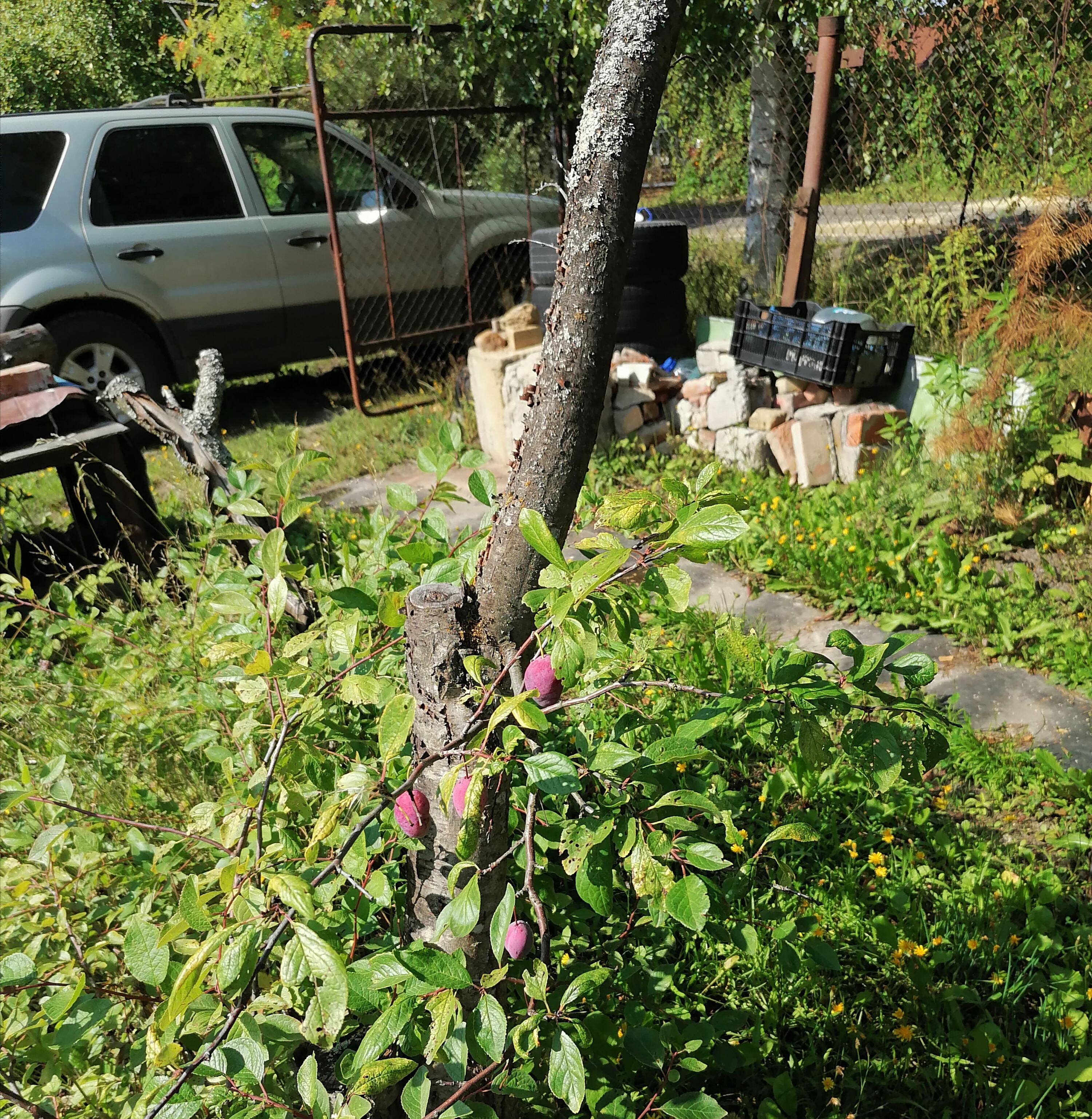Сливка растёт (мини стих) 
