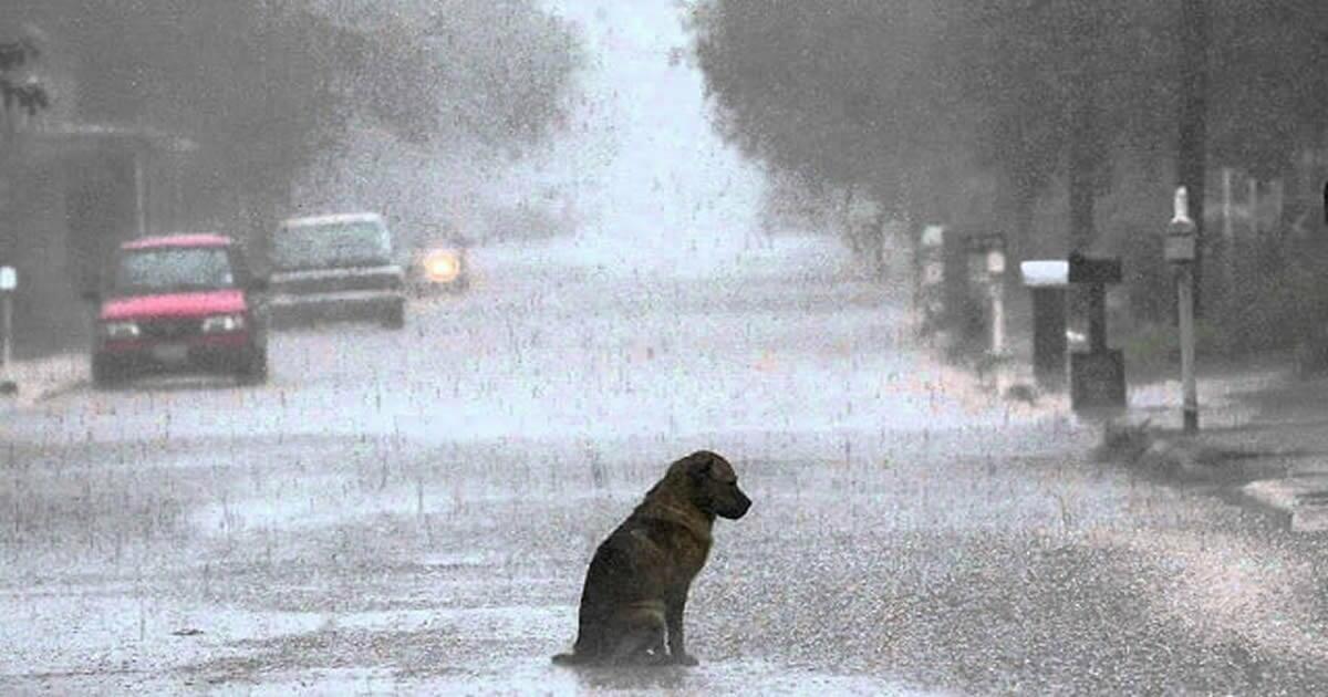 Город ночью... Дворняга