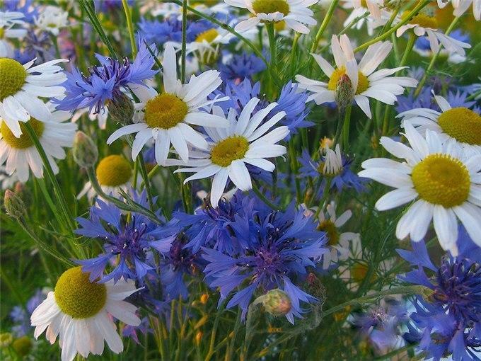 И лето, и счастье со мною...