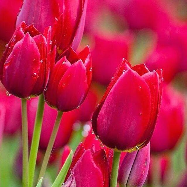 Праздник светлый Наурыз!