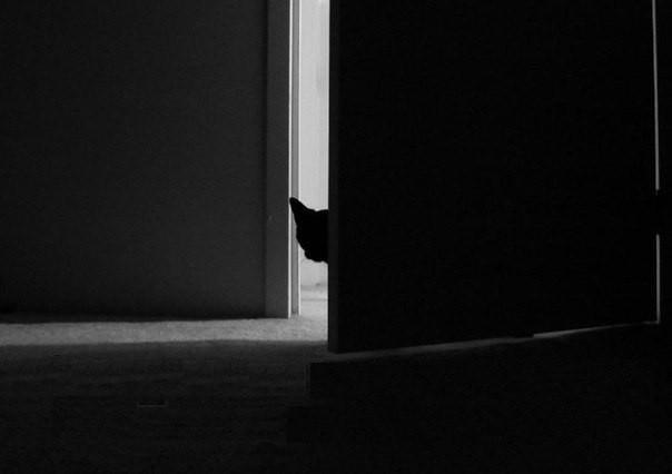 Распространив