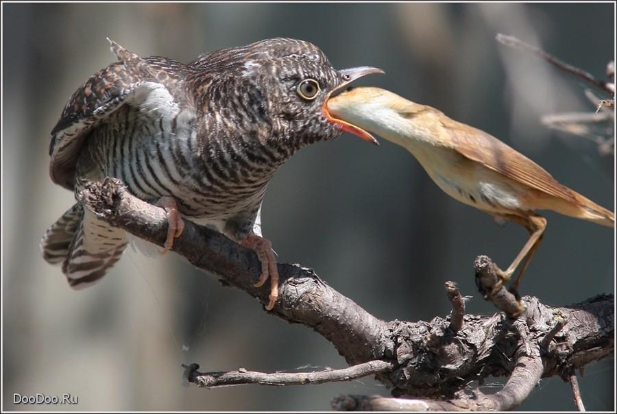 Зловещие терции
