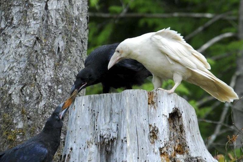 ВОРОНА БЕЛАЯ