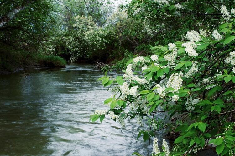 На речке Ласьве легонькая рябь