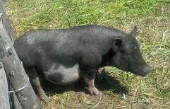 Зарэзал русскую свинью.