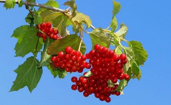 СПЕЕТ КАЛИНА