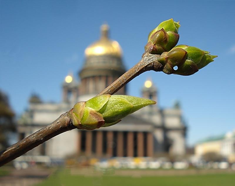 В Петербурге весна