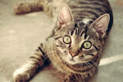 Хозяина Барсика-оштрафовали