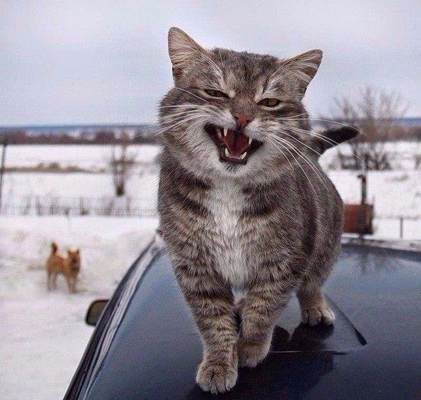 Я свободу не продам! (котоматрицы)