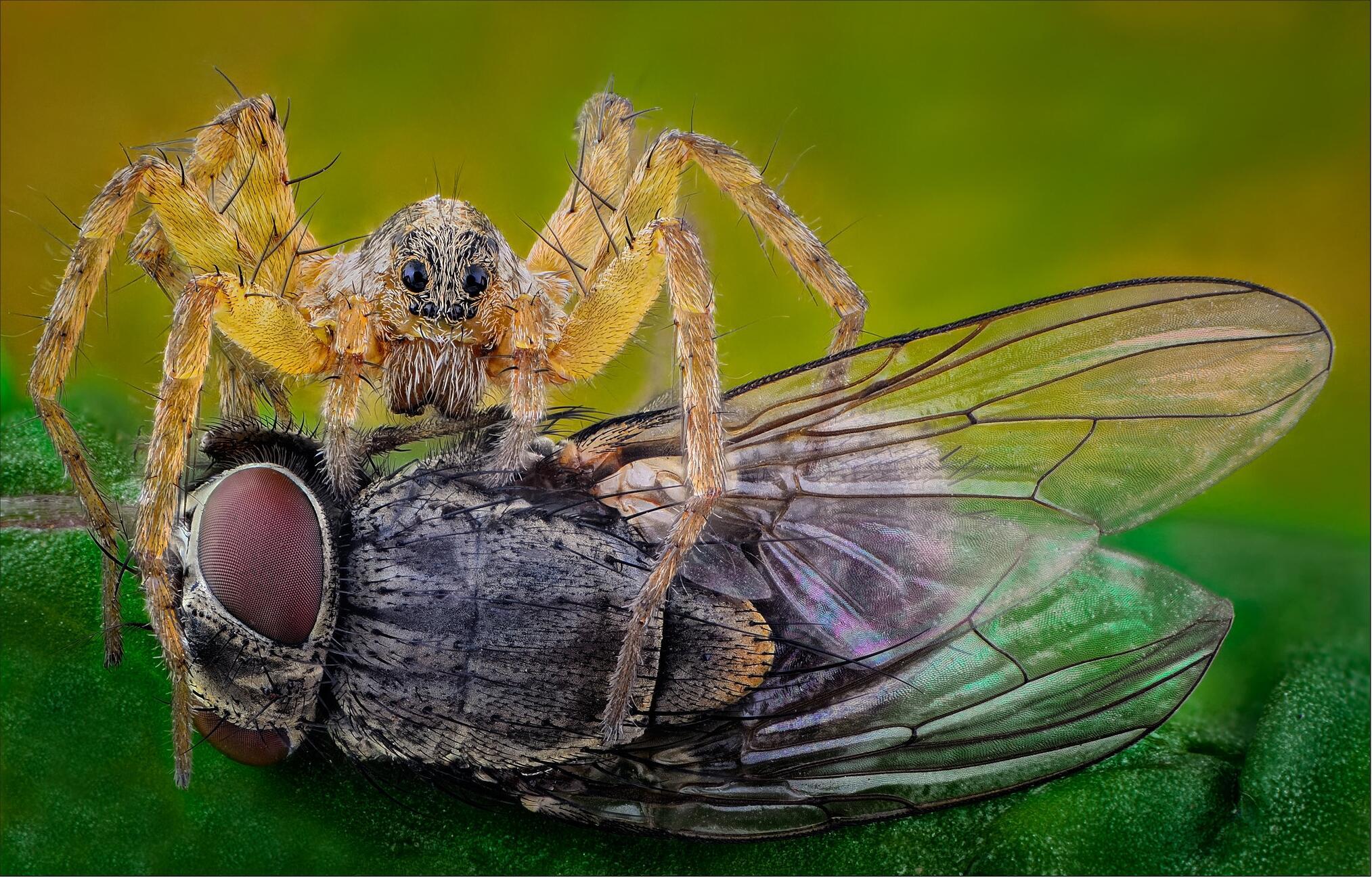"Кобылы в небе не летают". Поздравительное