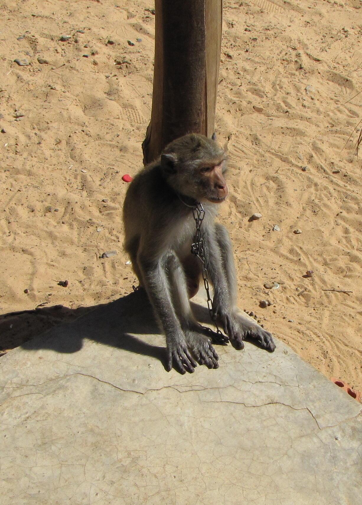 Младший брат