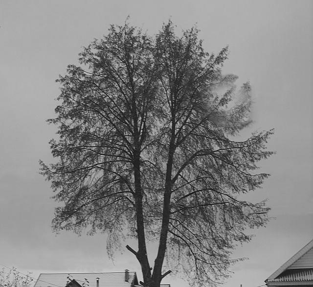 Из настоящего, пожалуй, только снег...