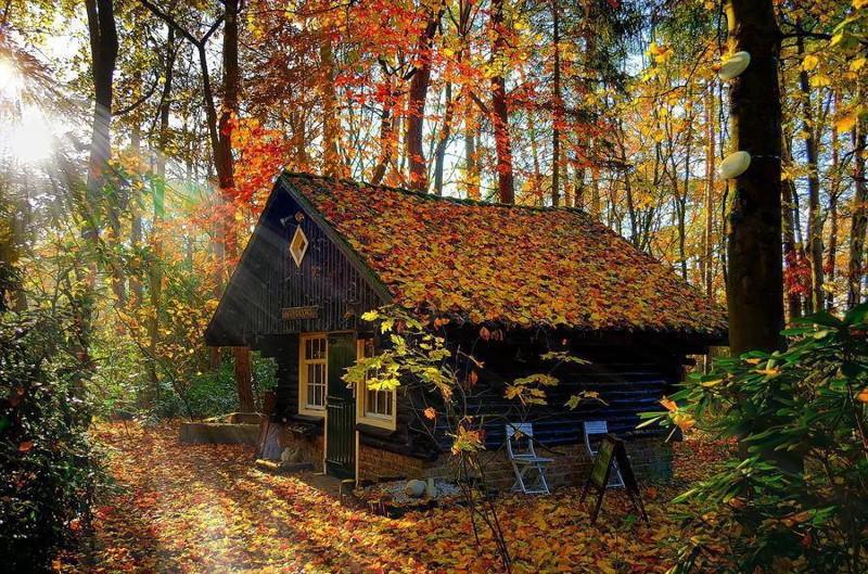 Чай со вкусом счастья