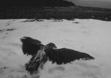 Прощание Ворона