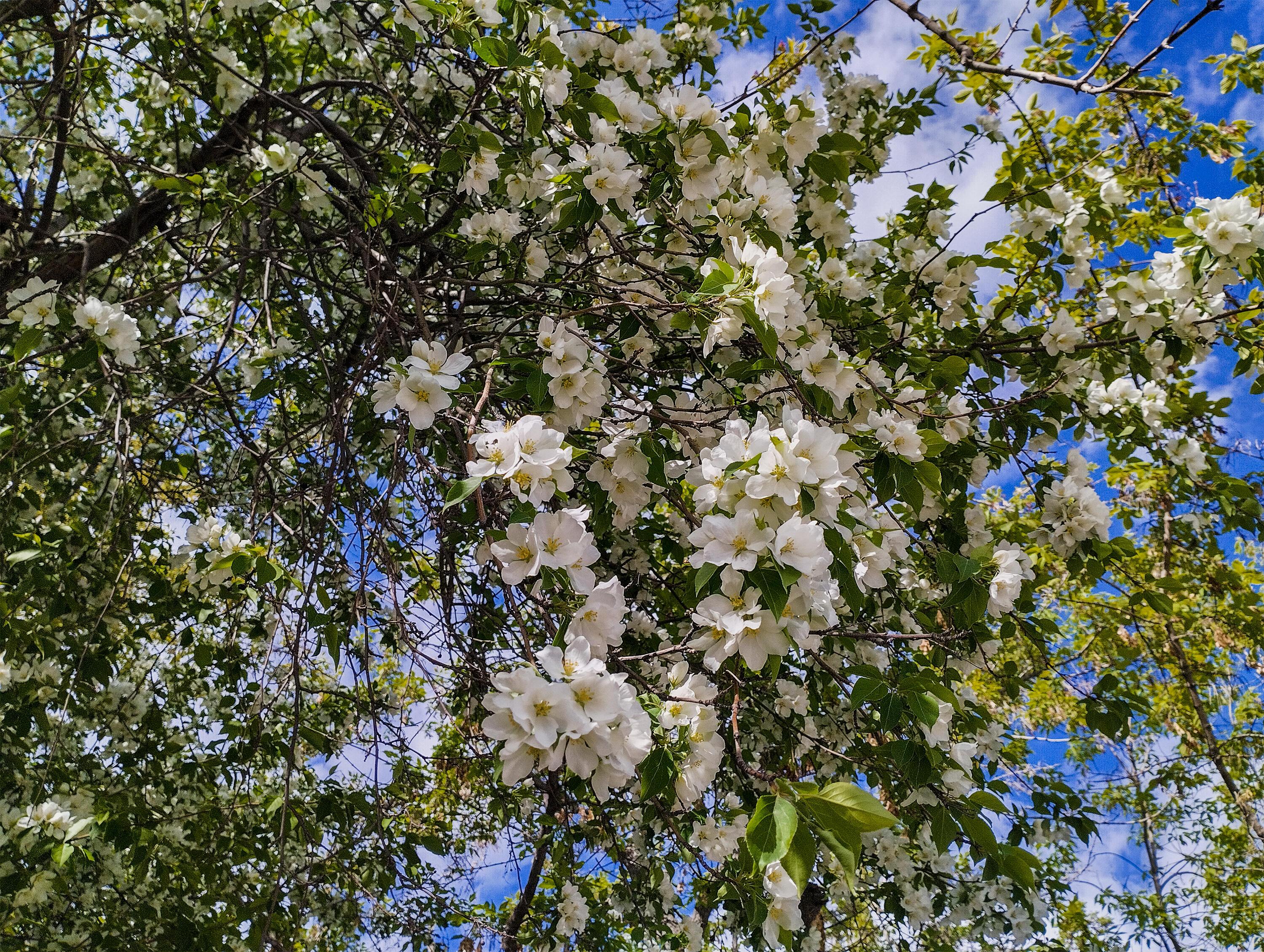 Весна звенит