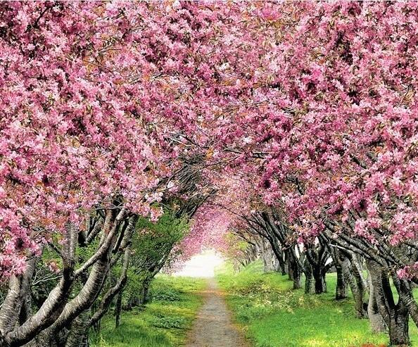 В тенистых аллеях вишневого сада - Канцона 
