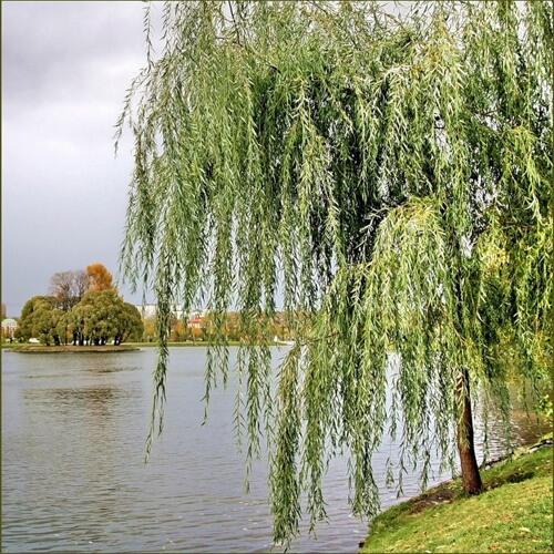 Ивушка над речкой